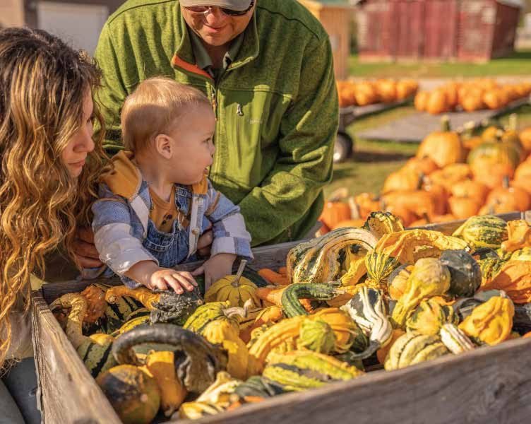 A small child reaches toward a bin filled with colorful gourds while being held by two adults at a pumpkin patch. Rows of pumpkins and farm buildings are visible in the sunny background.