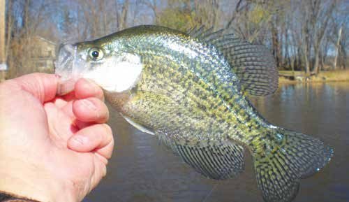 A close-up of a hand holding a crappie above the water, showing the fish’s speckled scales and wide dorsal fin. Leafless trees and a shoreline are visible in the background.