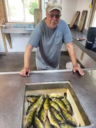 An older man wearing a cap and glasses stands at a stainless-steel cleaning station, looking down at a sink filled with freshly caught perch. Wooden cutting boards and a window with daylight are visible in the background.
