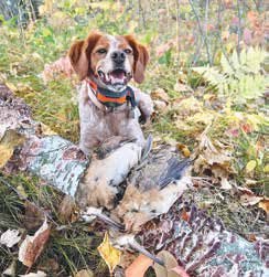 A hunting dog with a collar sits proudly in autumn foliage behind a harvested game bird lying on the ground next to a fallen, mossy log.
