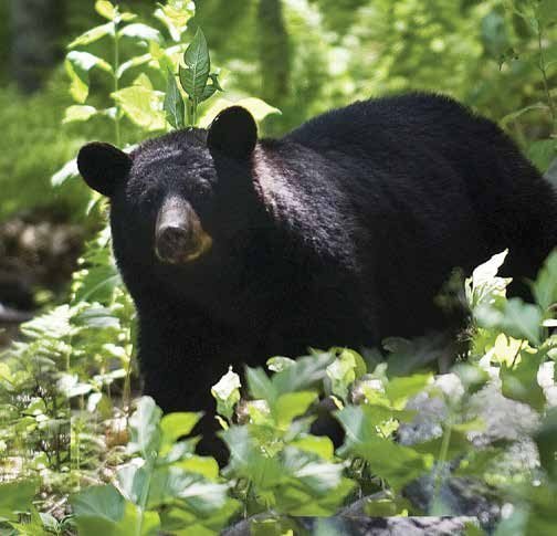 A black bear stands in a sunlit forest clearing, surrounded by green plants and foliage, looking toward the camera.