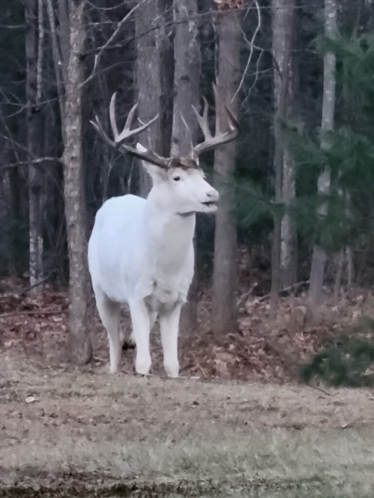 A large white deer with an impressive multi-point rack stands alert at the edge of a forest, surrounded by bare trees and patches of evergreen.