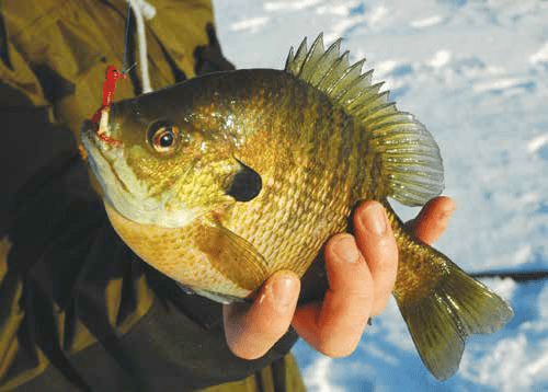 Angler holding a freshly caught bluegill with a red jig, standing on snow-covered ice.