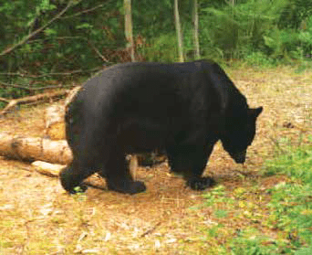Black bear walking along a wooded trail.