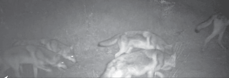 Pack of wolves walking observed on a trail cam.