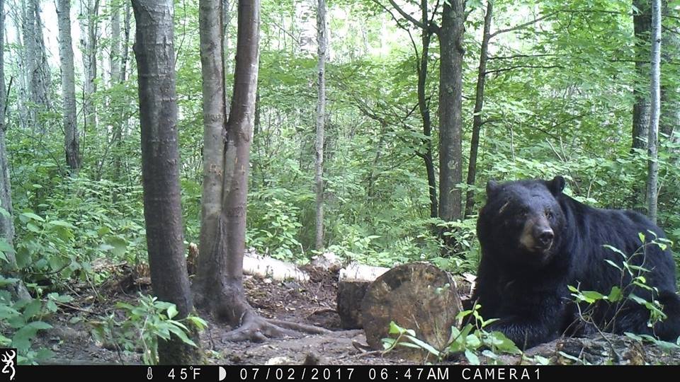 Trailcam photo of a bear laying down at a bait pile