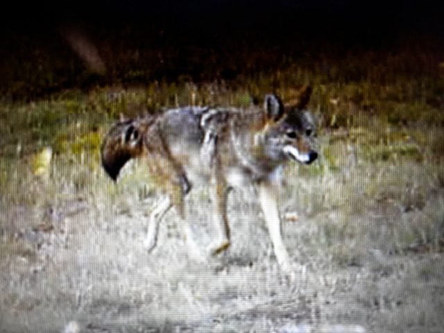 1 Wolf Marinette County 2024 (3)