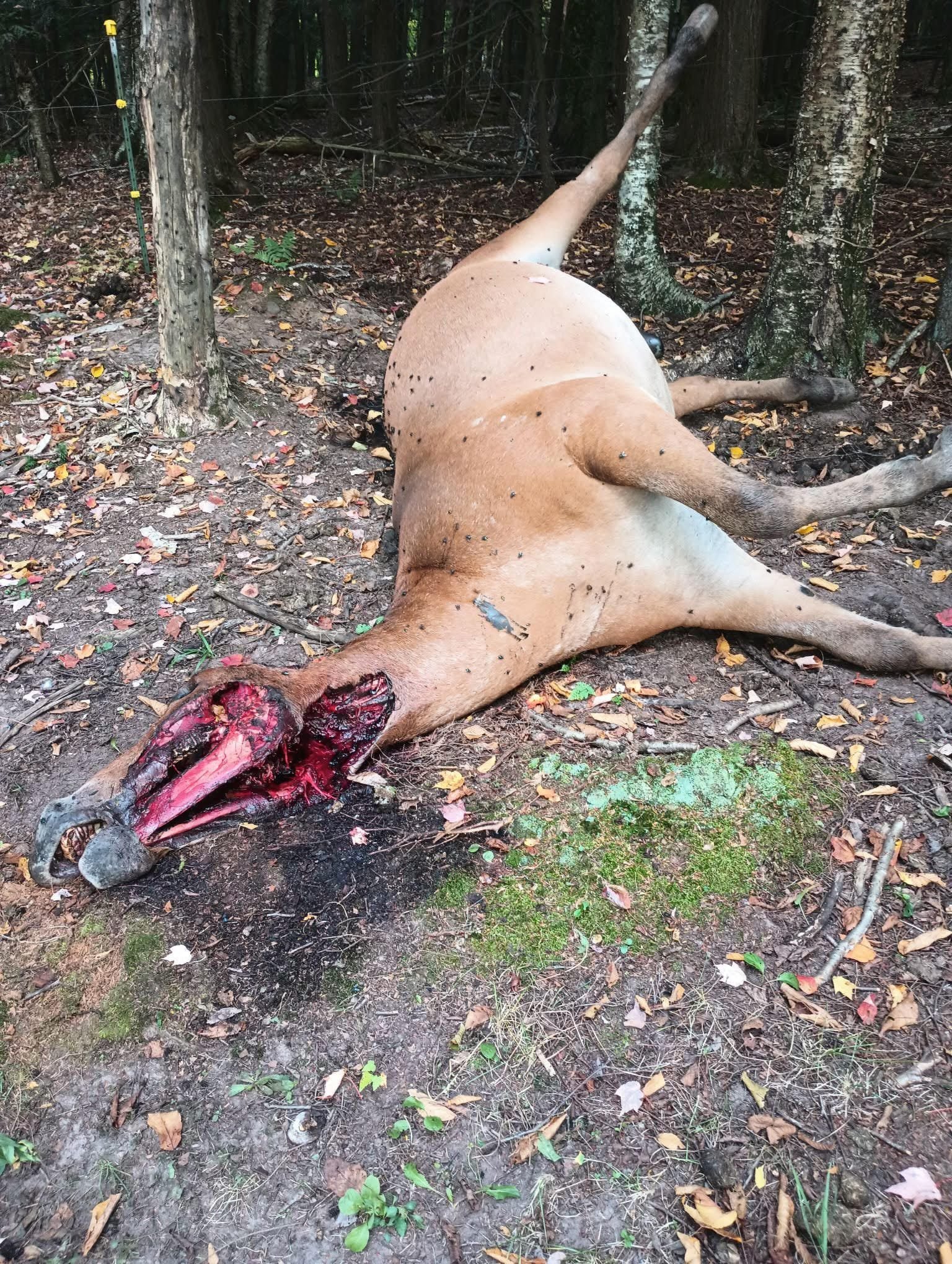 Jack After Wolf Attack