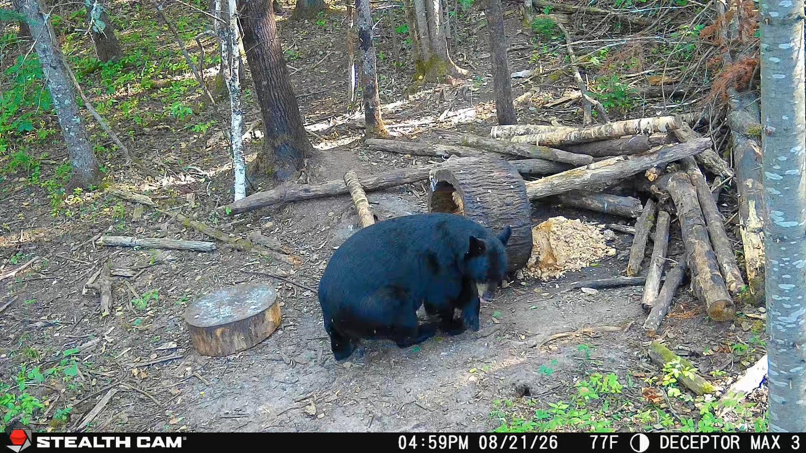 Trail Camera[MP:02][TP:077F]