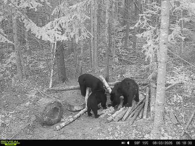 Copy Of FossBears6